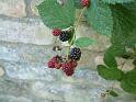 Blackberry Grantham (1) 